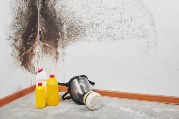 Best Mold Removal Process  in Nash, TX