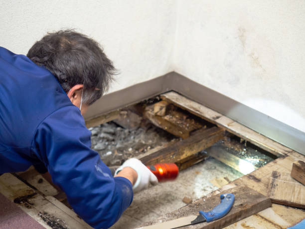 Crawl Space Mold Removal in Nash, TX
