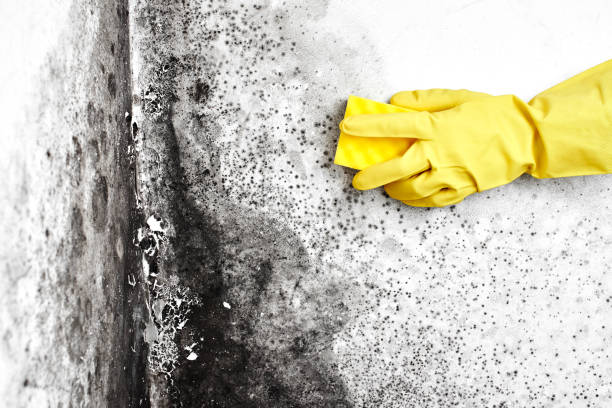 Best Mold Testing  in Nash, TX