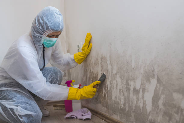 Best Black Mold Removal  in Nash, TX