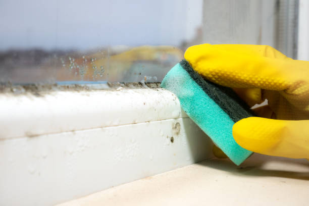 Best Office Mold Removal Services  in Nash, TX