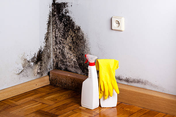 Best Toxic Mold Removal  in Nash, TX