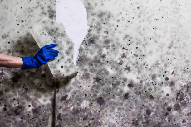 Best Same-Day Mold Removal  in Nash, TX