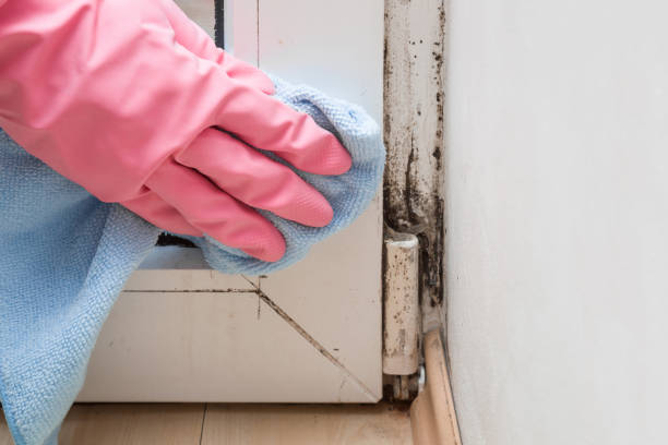Best Mold Testing  in Nash, TX
